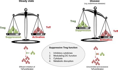 Frontiers Boosting Regulatory T Cell Function For The Treatment Of