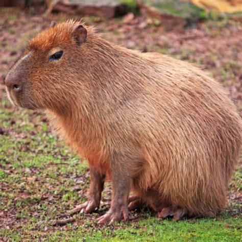 Capybara Rainforest Animals