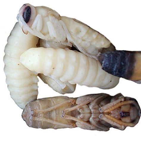 Hornet Larvae