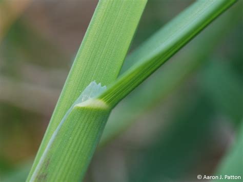 Orchard Grass Identification