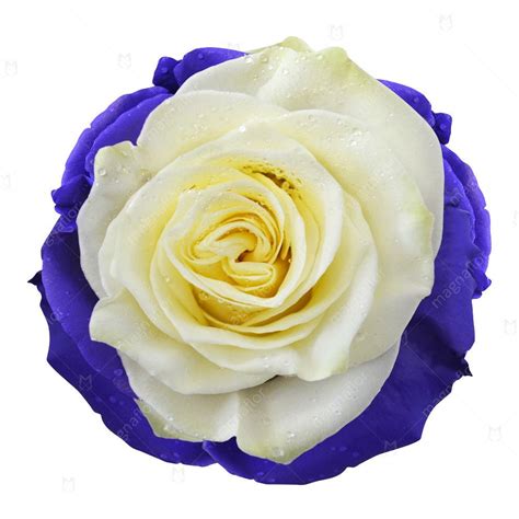 White Rose With Purple Tips