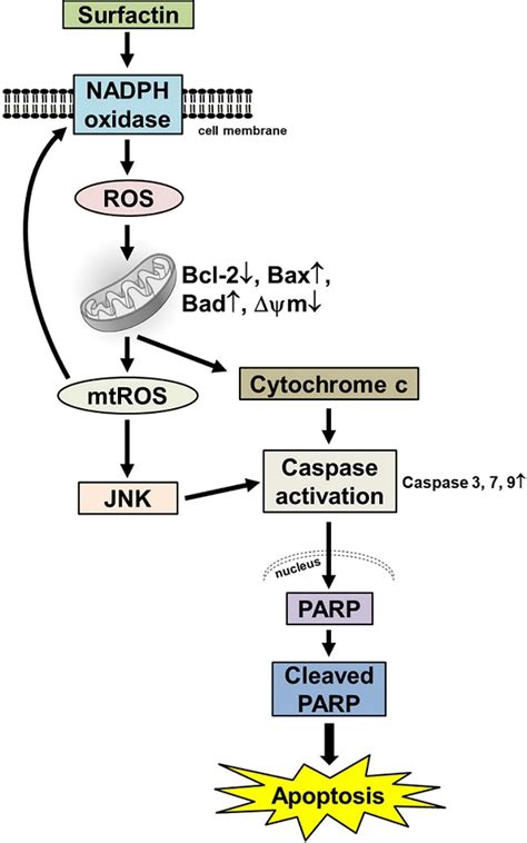 Surfactin From Bacillus Subtilis Induces Apoptosis In Human Oral