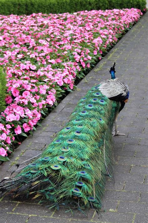 Pavo real en el parque rompecabezas en línea