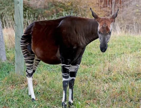 11 Okapi Facts About The Shy African Mammal