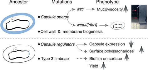 Model Of Klebsiella Adaptation To Structured Environments Capsulated