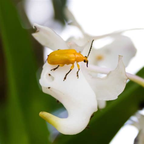 Orchid Pest Control Controlling Common Pests