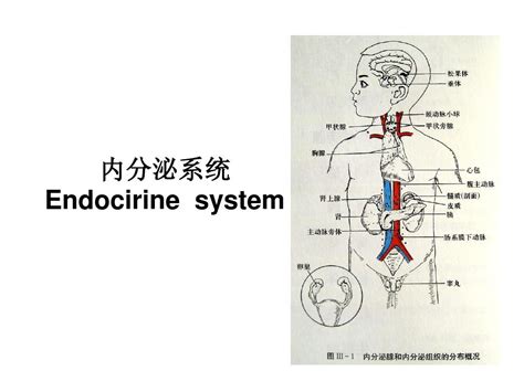 中文系统解剖学课件内分泌word文档免费下载亿佰文档网