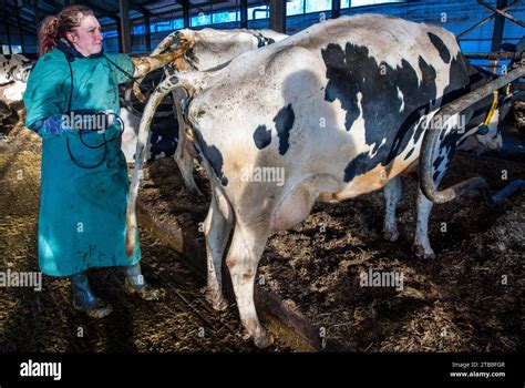 Veterinary Examination Cow Hi Res Stock Photography And Images Alamy