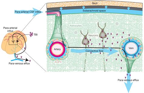 Extra Cellular Matrix Is Critical To Neuroplasticity