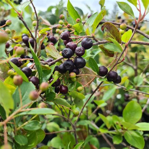 Aronia Prunifolia Viking Find Haveplanter