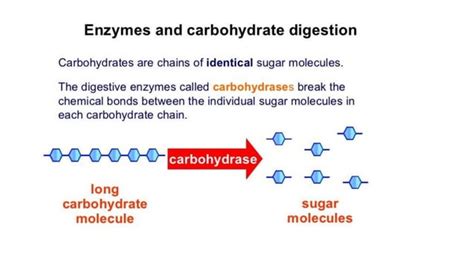 DIGESTIVE ENZYMES.pdf