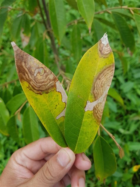 Bệnh thán thư trên sầu riêng Nguyên nhân và cách phòng trị như thế nào