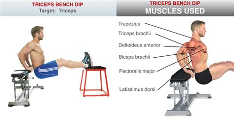 Seated Dips Muscles Worked | Awesome Home