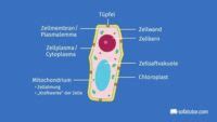 Pflanzenzelle Alles Was Du Wissen Sollst Easy Schule