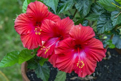 How To Grow Hibiscus In Pots