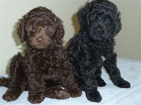 Barbet Puppies Barbet Chiots Barbet Información