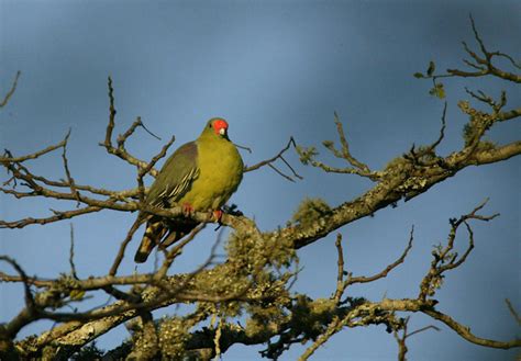 African Green Pigeon | Steve Russell Gallery