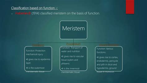 Meristematic tissue types and classification. | PPT