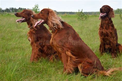 Group of Irish setters stock image. Image of green, healthy - 97228831