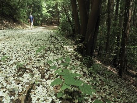 エゴの花 十年に一度の当たり年 晃石山栃木市 2023年5月21 16 9日 ぽんぽこ狸の登山日誌5 ぽんぽこ狸の登山日誌5