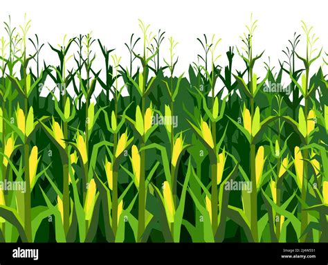 Corn Grows In Field Harvest Agricultural Plant Food Product Seamless