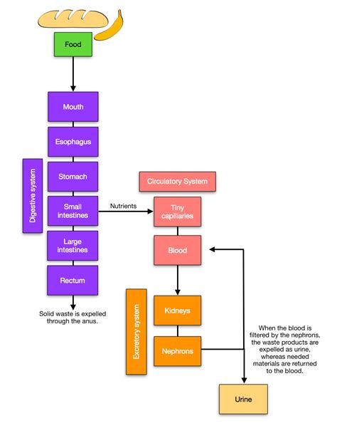 Digestive System Flow Chart