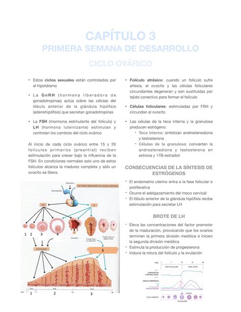 Solution Resumen Del Cap Tulo Langman Embriolog A Studypool