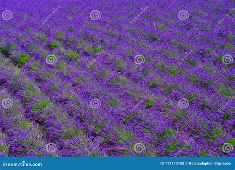 Beauty Lavender Fields at Hokkaido in Japan Stock Photo - Image of ...