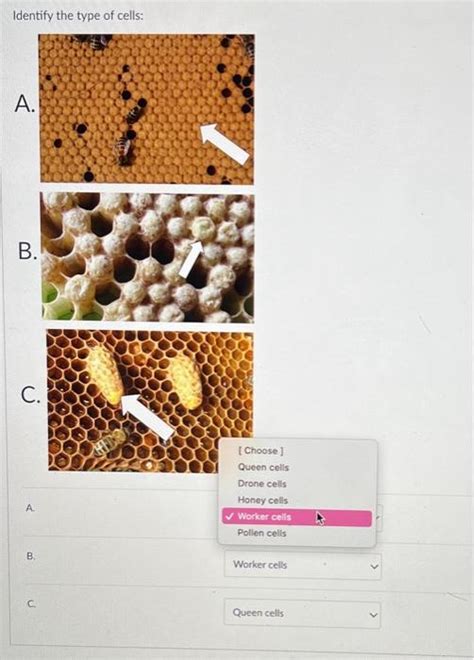 Solved identify the types of cells A. B. C. (queen cell, | Chegg.com