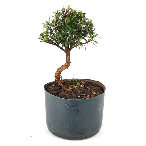 Pr Bonsai Mirtus Mini Cereja Anos Cm Bonsai Terapia Boutique