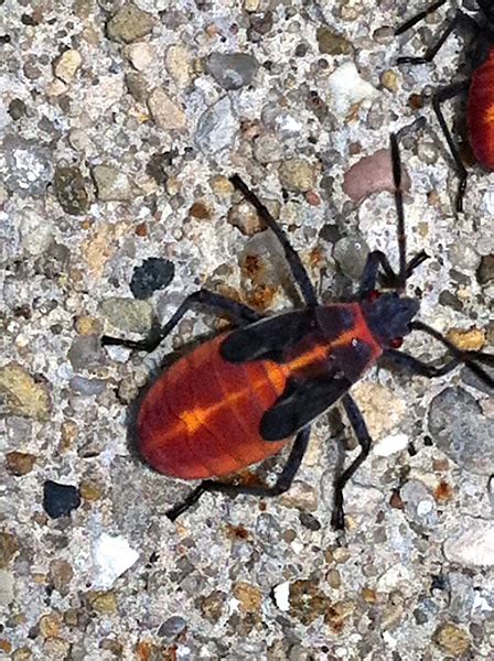 Eastern Box Elder Bug Project Noah