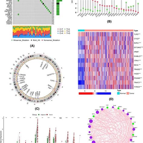 Drug Sensitivity Predictions Based On The OncoPredict R Package