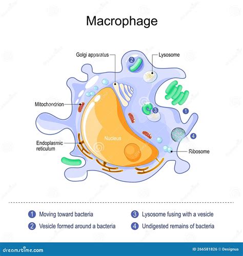 Macrophage Anatomy. Structure of Immune Cell Stock Vector ...