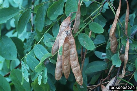 Black Locust Robinia Pseudoacacia