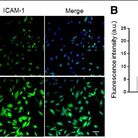 A Immunofluorescence Images Of ICAM 1 Expression In MOVAS Cells