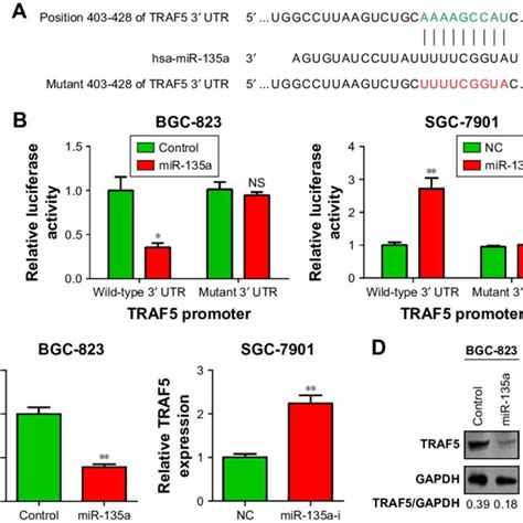 Traf Is A Direct Target Of Mir A In Gastric Cancer Cells Notes