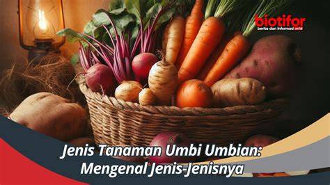 Jenis Tanaman Umbi Umbian Mengenal Jenis Jenisnya Biotifor