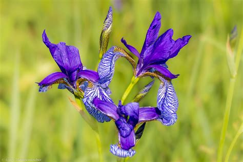 Sibirische Schwertlilie Foto And Bild Pflanzen Pilze And Flechten Blüten And Kleinpflanzen Iris