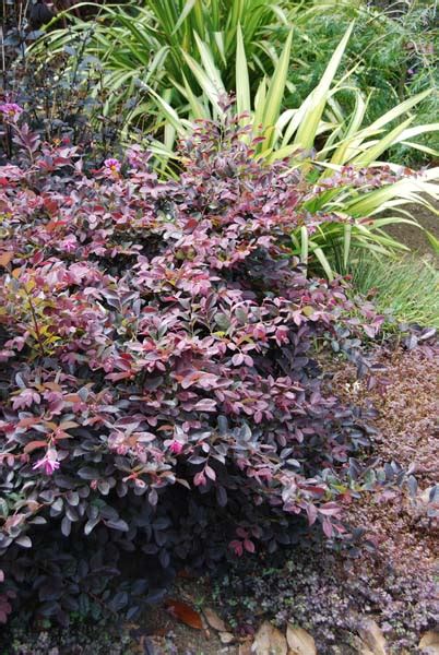 Loropetalum Chinense Burgundy Springvale Garden Centre