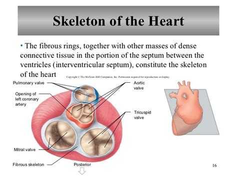 Chapter 15 Cardiovascular System