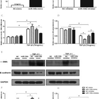 The Role Of Mir B P In Renal Tubular Cells A The Expression Of