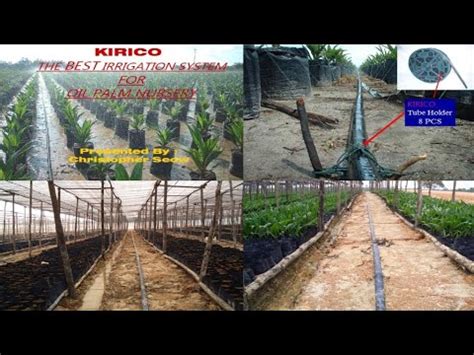 Kirico Irrigation Tube The Best Irrigation System For Oil Palm Nursery