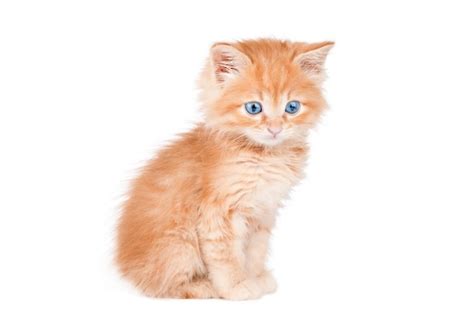 Orange And White Kitten With Blue Eyes