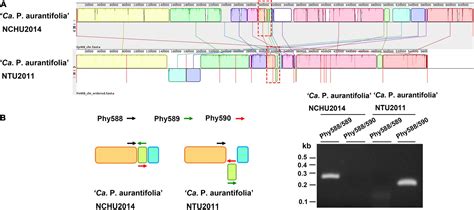 Frontiers Accelerating Complete Phytoplasma Genome Assembly By