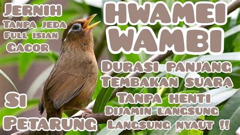 Burung Hwamei Wambi Si Petarung Suara Tembakannya Mantap Ga Berenti