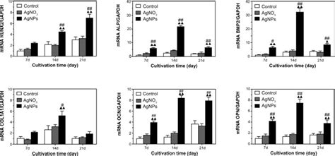 Runx2 Alp Bmp 2 Col 1a1 Ocn And Opn Gene Transcription Determined