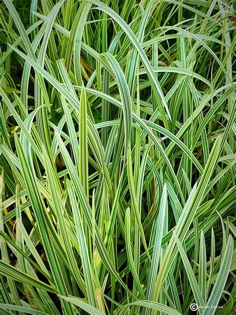 Glyceria Maxima Variegata Pirevina Syn G Aquatica V Vrtlarija