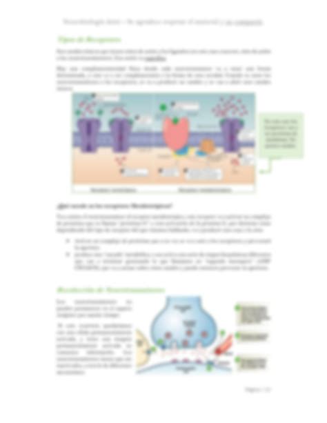 SOLUTION Sinapsis Neuronales Y Arco Reflejo Neurobiolog A Studypool