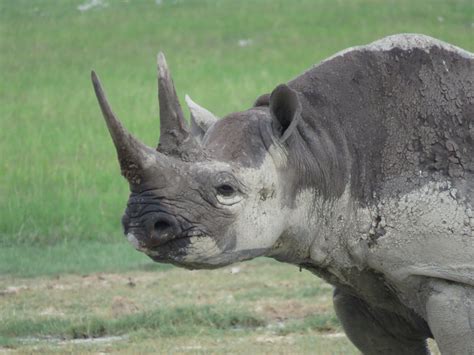 James And The Giant Peach Rhino