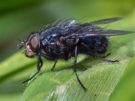 Genus Calliphora Field Guide To The Insects Of Tasmania